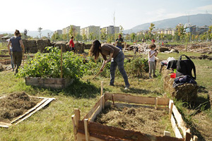 Modern garden
